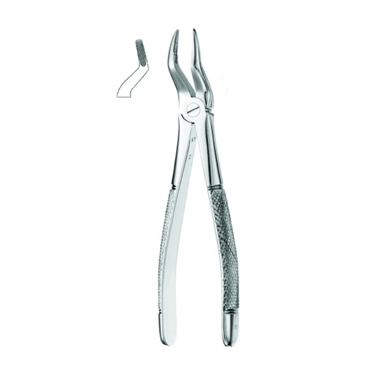 Best #51 English Pattern Extraction Forceps, 1/Pk. Designed for the upper roots in oral surgery