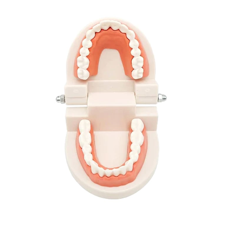 Airgoesin Adult Dental Teaching Model With Standard Typodont Demonstration Teeth Teaching Model