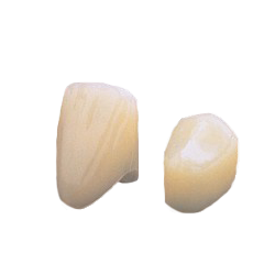 House Brand #51 2nd Bicuspid Polycarbonate Crown 