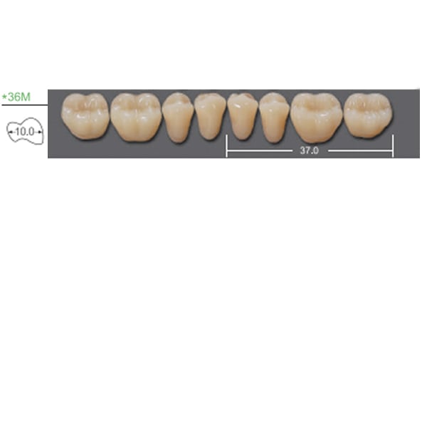 Kaili Synthetic Polymer Teeth, Lower Posterior, S