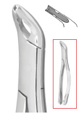 Nordent #151AS (serrated) Lower Universal Anatomical Extracting Forceps