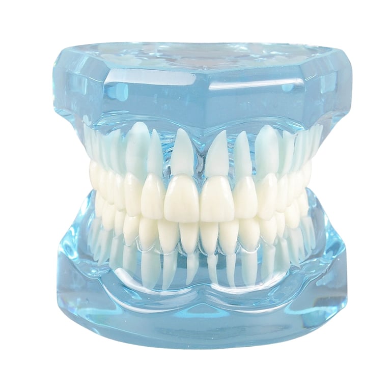 Ortho Shop America Plain Transparent Typodont, Blue, 1/Pk. Designed for brushing and education