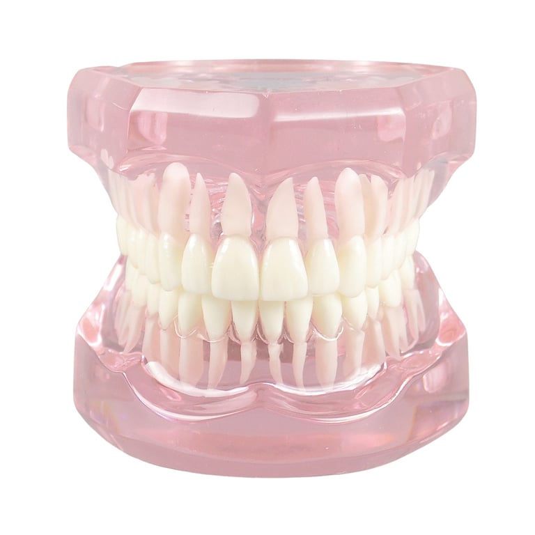 Ortho Shop America Plain Transparent Typodont, Pink, 1/Pk. Designed for brushing and education