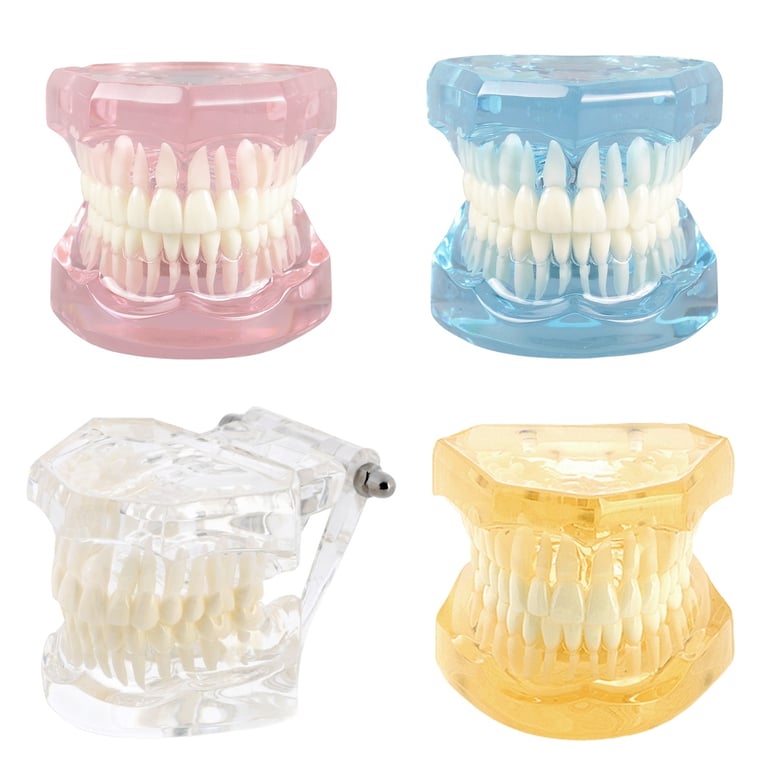 Ortho Shop America Plain Transparent Typodont Set. Includes: 4 x typodonts in transparent, blue