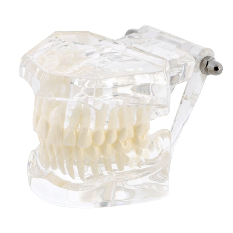 Ortho Shop America Plain Transparent Typodont, Transparent, 1/Pk. Designed for brushing