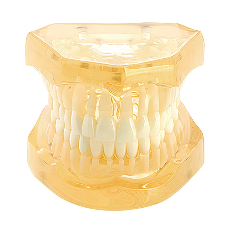 Ortho Shop America Plain Transparent Typodont, Yellow, 1/Pk. Designed for brushing and education