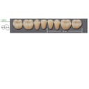 Kaili Synthetic Polymer Teeth, Lower Posterior, S