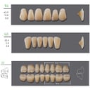 Kaili Synthetic Polymer Denture Teeth, T6/L6/32, 
