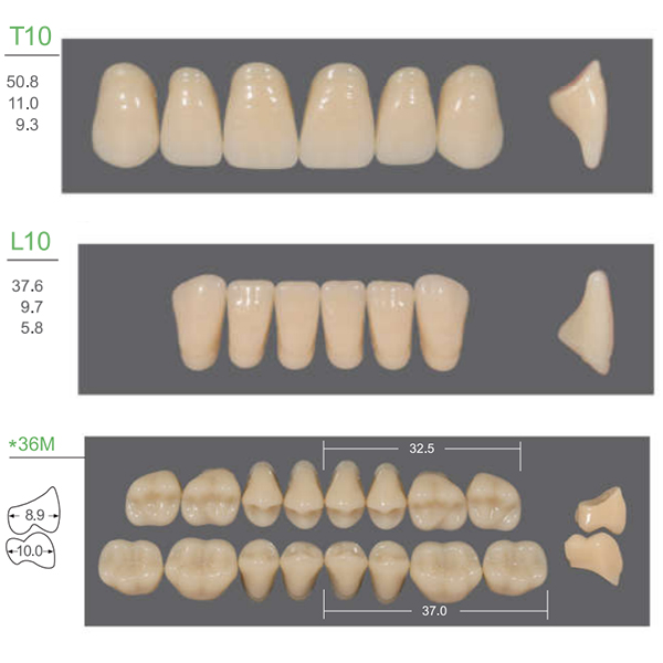 Kaili Synthetic Polymer Denture Teeth Shade A1. Full Set of 28 Teeth Size T6 Dental Supplies