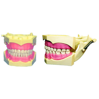 JSP Student Model with Removable Teeth, similar t JSP Student Model with Removable Teeth, similar t